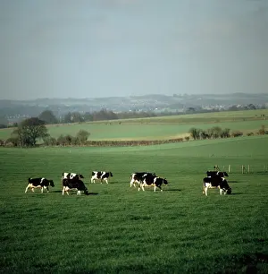 Dairy: Holstein or Friesian dairy cows