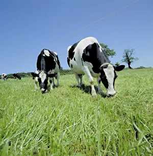 Taurus: Holstein Friesian dairy cows grazing