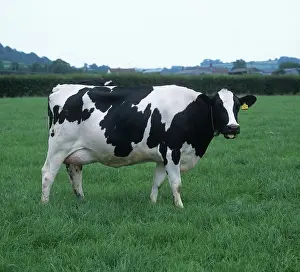 Graze: Holstein Friesian milking cow