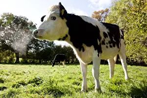 Prim: Holstein heifers and cross in a park in autumn
