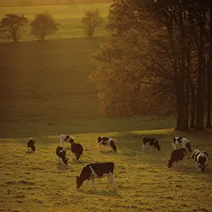Graze: Holstein heifers grazing, Berkshire, UK