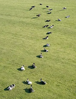 Prim: Holstein herd of cows lying in the grass France