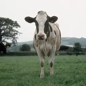 Friesian: Holstein portrait