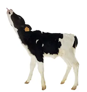 Prim: Holstein veal sticking out its tongue