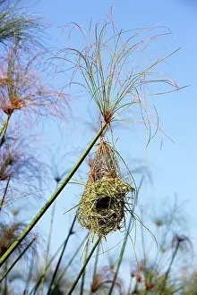 Papyrus: Holub's Golden Weaver - nest in papyrus
