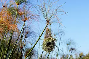 Papyrus: Holub's Golden Weaver - nest in papyrus