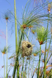 Papyrus: Holub's Golden Weaver - nest in papyrus