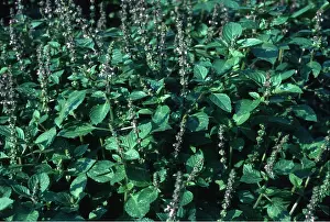 Basil: Holy Basil / Tulsi