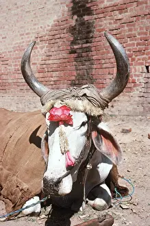 Horns: Holy Cow