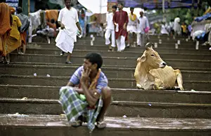 Steps: Holy cow lying on the steps Varanaci India