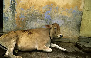 Uttar: Holy cow lying in the streets of Varanaci