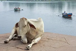 Ships: Holy cow that nap Mathura Uttar Pradesh State India