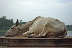 Representations: Holy cow that nap Mathura Uttar Pradesh State India