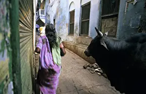 Uttar: Holy cow and woman in the streets of Varanaci
