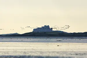 Bamburgh: Holy Island Wildfowl Reserve - at dawn, autumn
