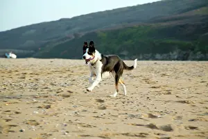 Holywell: Holywell Bay - Dog Running On Beach