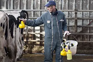 Backs: Homeopathic treatment of Holstein Cow France