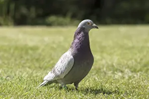 Homing: Homing Pigeon in garden - Norfolk UK