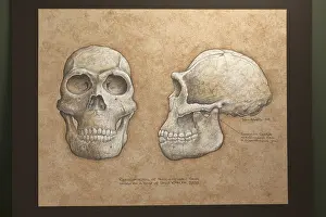 Pliocene: Homo ergaster Myological restoration. Pliocene