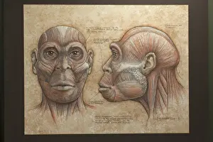 Reconstruction: Homo ergaster skull reconstruction. Pliocene