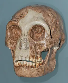 Link: Homo floresiensis Skull
