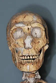 Link: Homo neanderthalensis Skull