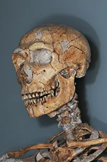 Link: Homo neanderthalensis Skull