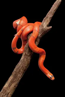 Lampropeltis: Honduran Milk Snake - Hypo vanishing mutation