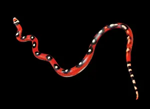 Lampropeltis: Honduran Milk Snake - Motley' mutation
