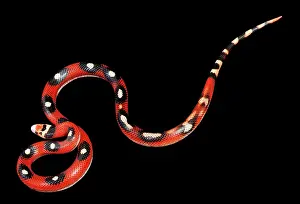 Lampropeltis: Honduran Milk Snake - Motley' mutation