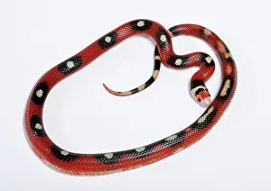 Lampropeltis: Honduran Milk Snake - Motley' mutation