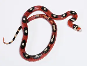 Lampropeltis: Honduran Milk Snake - Motley' mutation