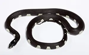 Lampropeltis: Honduran Milk Snake - Mozaic' mutation