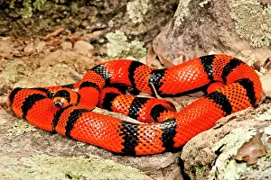 Lampropeltis: Honduran Milk Snake (Tangerine Phase), Lampropeltis