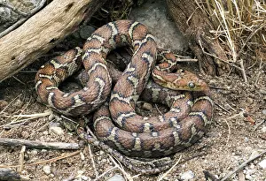 Ratsnake: Honduran Ratsnake
