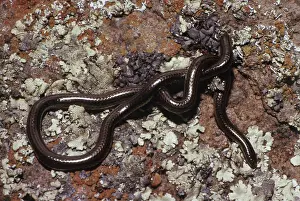 Honduras: Honduran Worm Snake