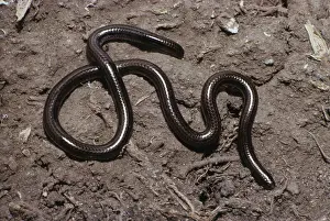 Honduras: Honduran Worm Snake