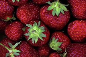 Strawberries: Honeoye Strawberries