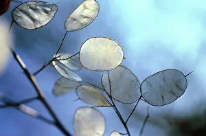 Lunaria: Honesty