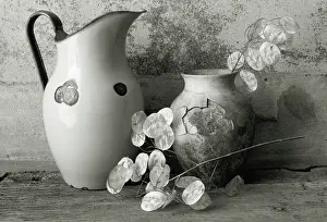 Lunaria: Honesty