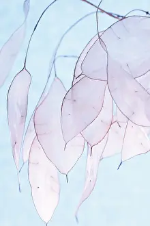 Satin: Honesty