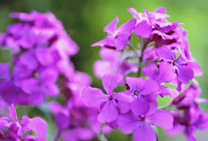 Lunaria: Honesty