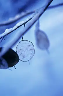 Lunaria: Honesty
