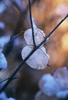 Lunaria: Honesty