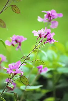 Lunaria: Honesty