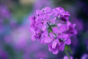 Lunaria: Honesty