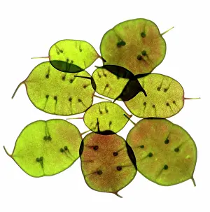 Lunaria: Honesty