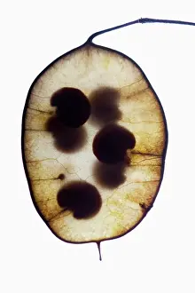 Lunaria: Honesty