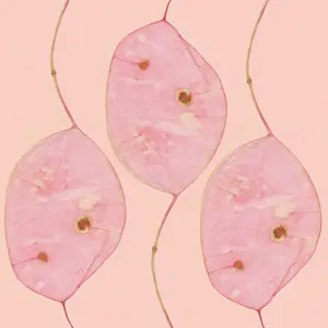 Lunaria: Honesty