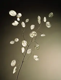 Lunaria: Honesty